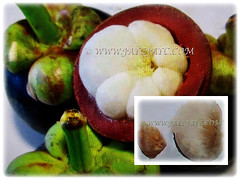 Snow-white flesh of Garcinia mangostana (Mangosteen, Purple Mangosteen, Manggis in Malay) are arranged like a peeled mandarin orange, plus seed, 15 Dec 2017