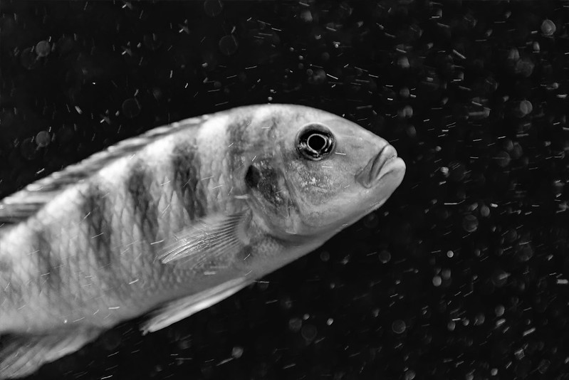Space fish / Vesmírna ryba