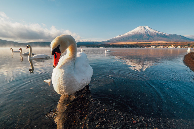 天鵝｜山中湖 Yamanakako