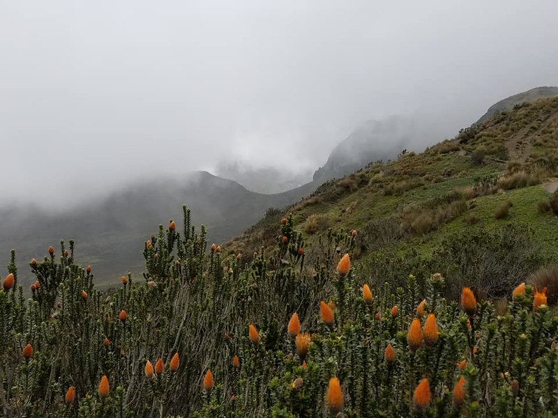 Pichincha • Chuquiragua, Flower of the Andes