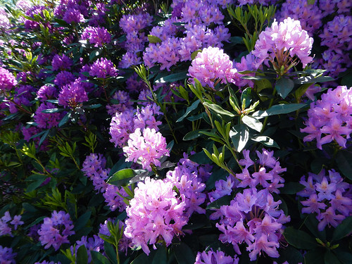 Purple Rhododendrons in Snowdon National Park in Wales