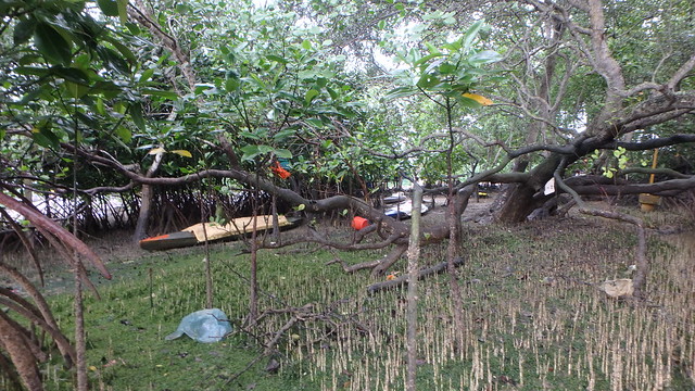 Loyang mangroves