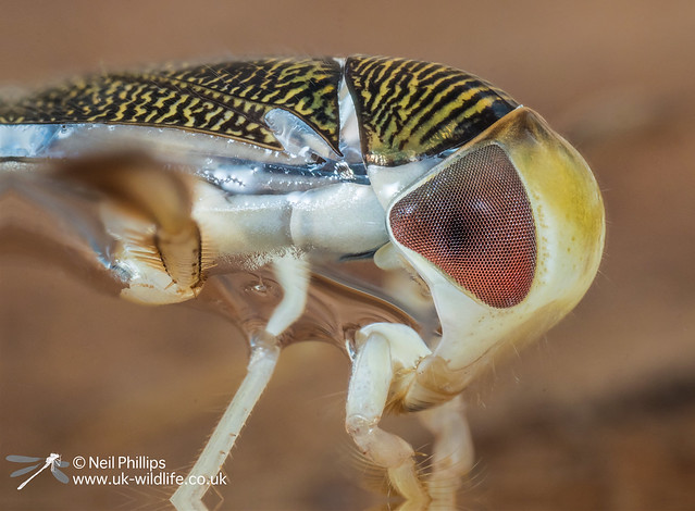 Lesser water boatman 24 image stack