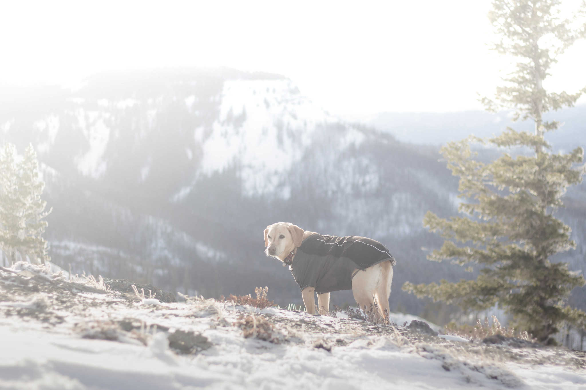 Summit dogs on Tronsen Ridge