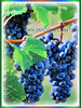 Vitis vinifera (Common Grape Vine, Wine Grape, Purpleleaf Grape, Anggur in Malay)