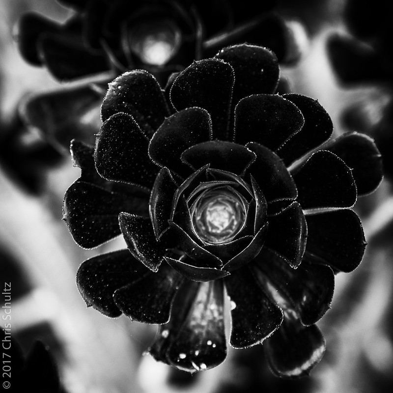 Inspired by Trent Parke's The Black Rose