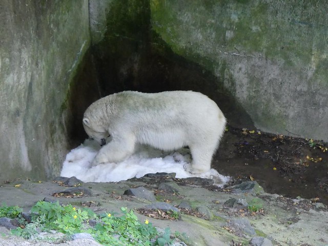 Noria, Zoo Brno
