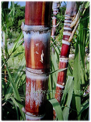 Multiple stems of Saccharum officinarum (Sugarcane, Sugar Cane, Tebu in Malay) that reaches between 1.5-2.4 m tall, 5 Dec 2017