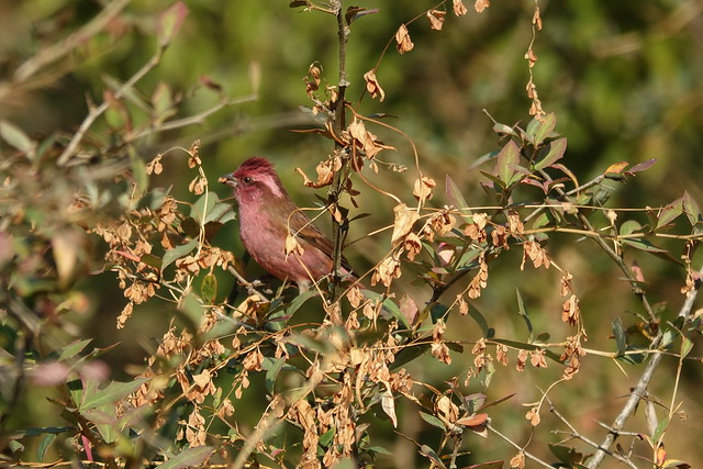 Pink-browed rosefinch
