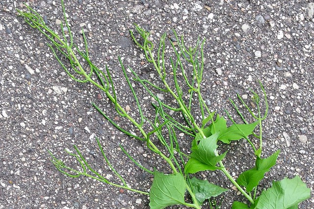one green plant with no flowers but long seed spikes instead, lying on a paved path