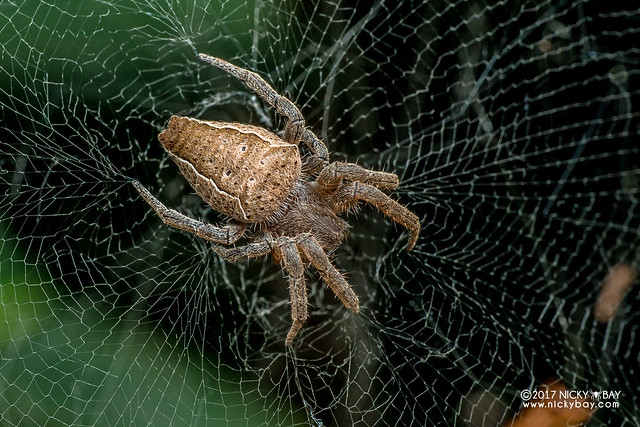 Tent web spider (Cyrtophora exanthematica) - DSC_1678b