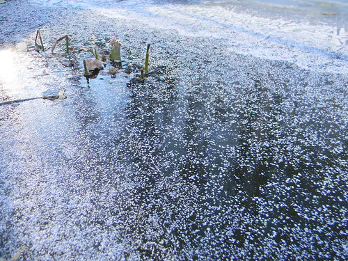 winterice wintermorning entpond ice entman ent frozenpond reflections lightatdawn