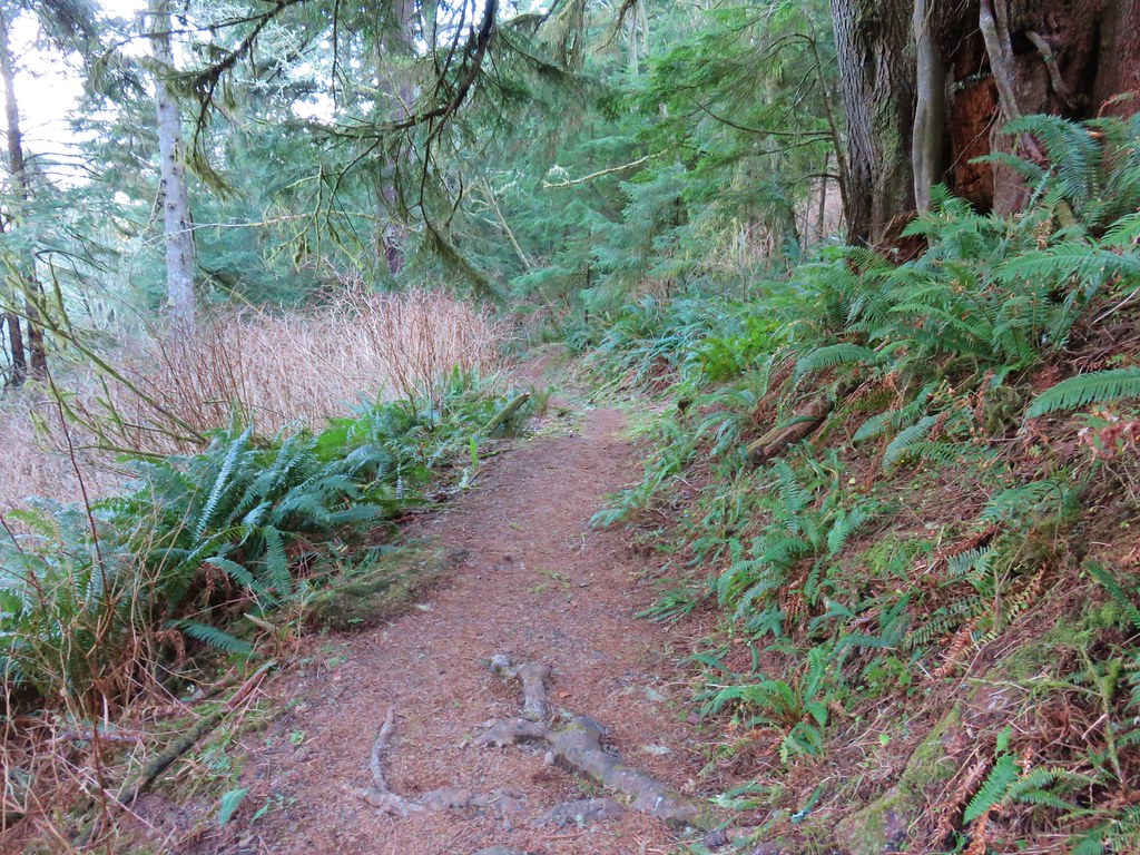 Trail at Cape Meares