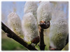 Salix discolor (American Pussy Willow, American Willow, Large Pussy Willow, Pussy Willow, Glaucous Willow)