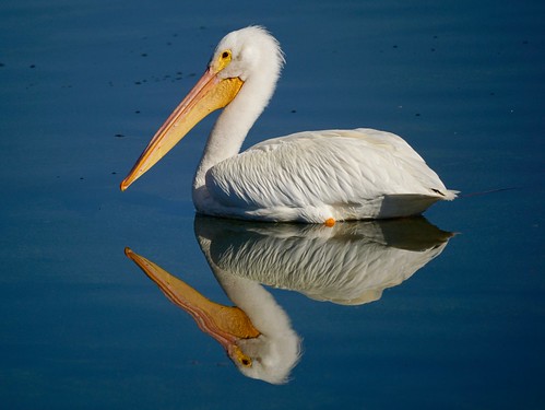 American White pelican
