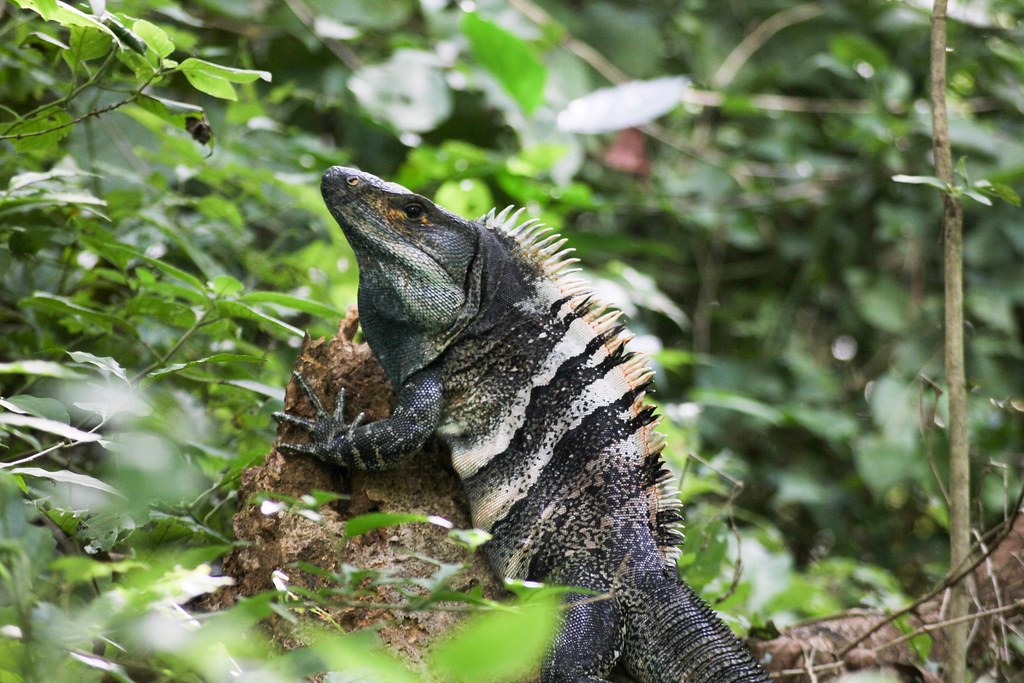 Nicaraguan lisko luonnossa.