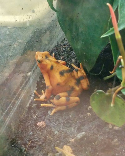 Panamanian golden frog #toronto #torontozoo #amphibians #frog #panamaniangoldenfrog #latergram