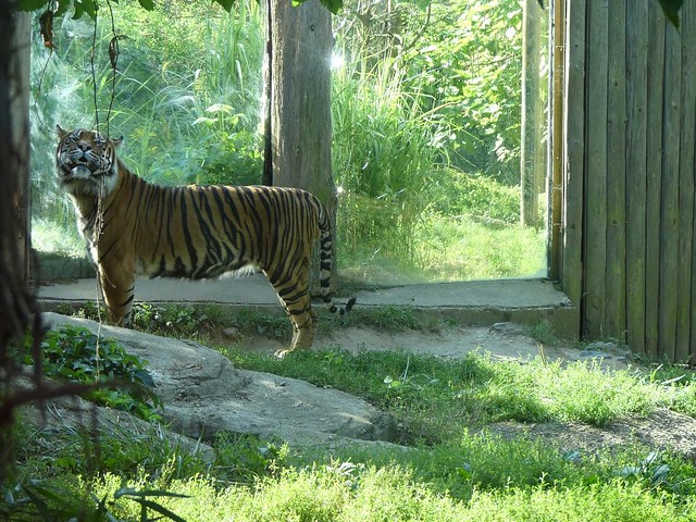 Sumatratiger, Zoo Brno