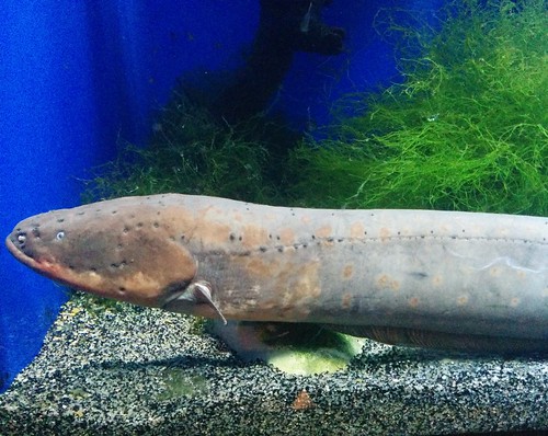 Electric eel (1) #toronto #ripleysaquarium #aquarium #fish #eel #electriceel #latergram