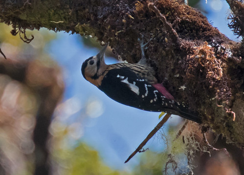 darjeelingwoodpecker woodpecker natmataungnp myanmar bird burma