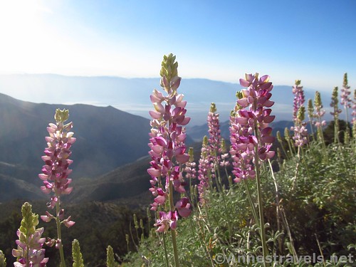 Lupines along the Telescope Peak Trail, Death Valley National Park, California