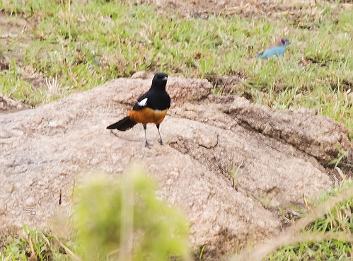 tanzania2017 africa tanzania nserengeti birds mararegion passeriformesperchingbirds oldworld flycatchersmuscicapidae flickr