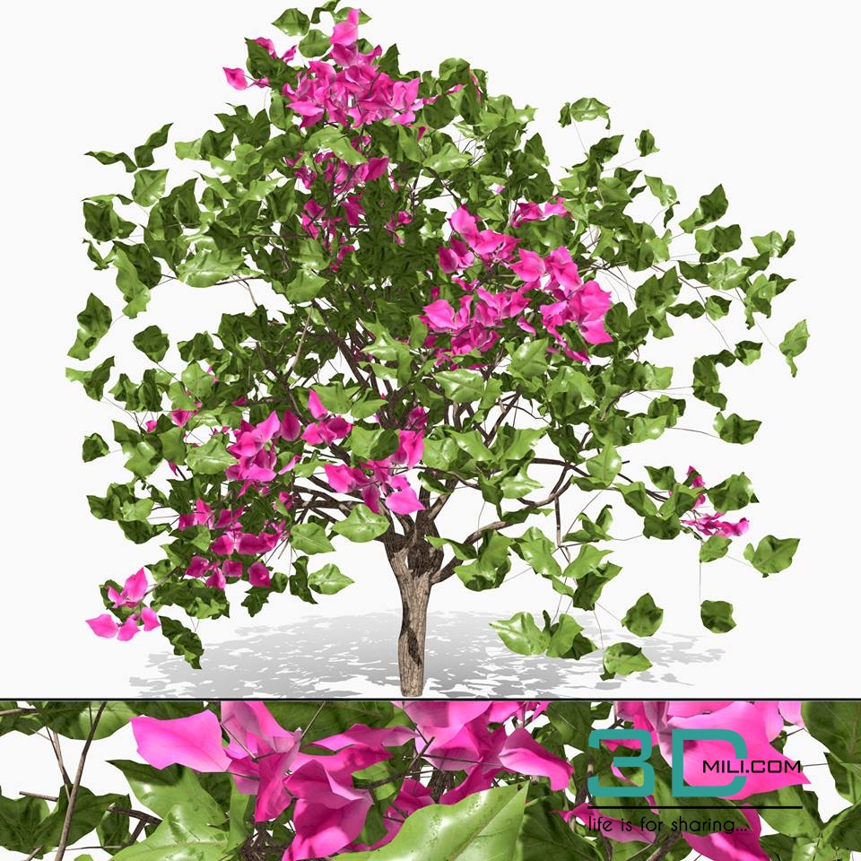 Flower Tree 3d Model Free Download