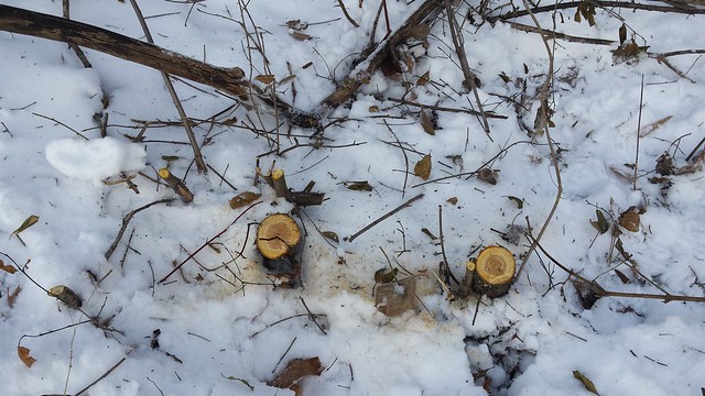 snow scene with two medium-sized stumps, two small stumps, and lots of small broken branches and leaves