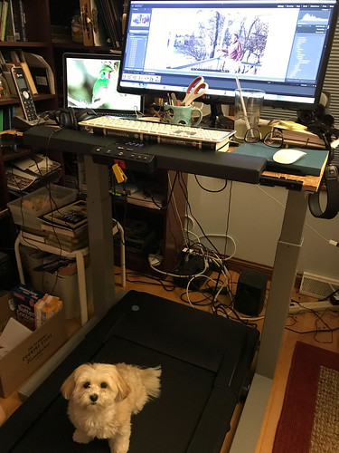 Pip and my desk treadmill