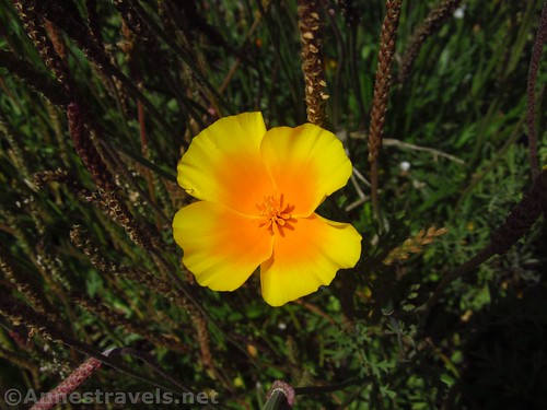 Yellow and orange California Poppy along the Coastal Trail south of Glass Beach, Oregon