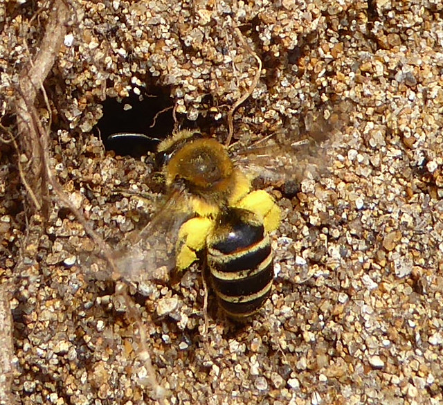 Ivy Bee at Cogden Beach 2