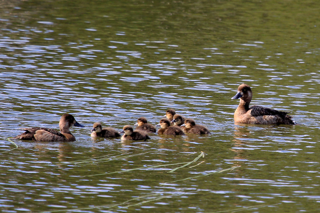 Lesser Scaup (family) 2