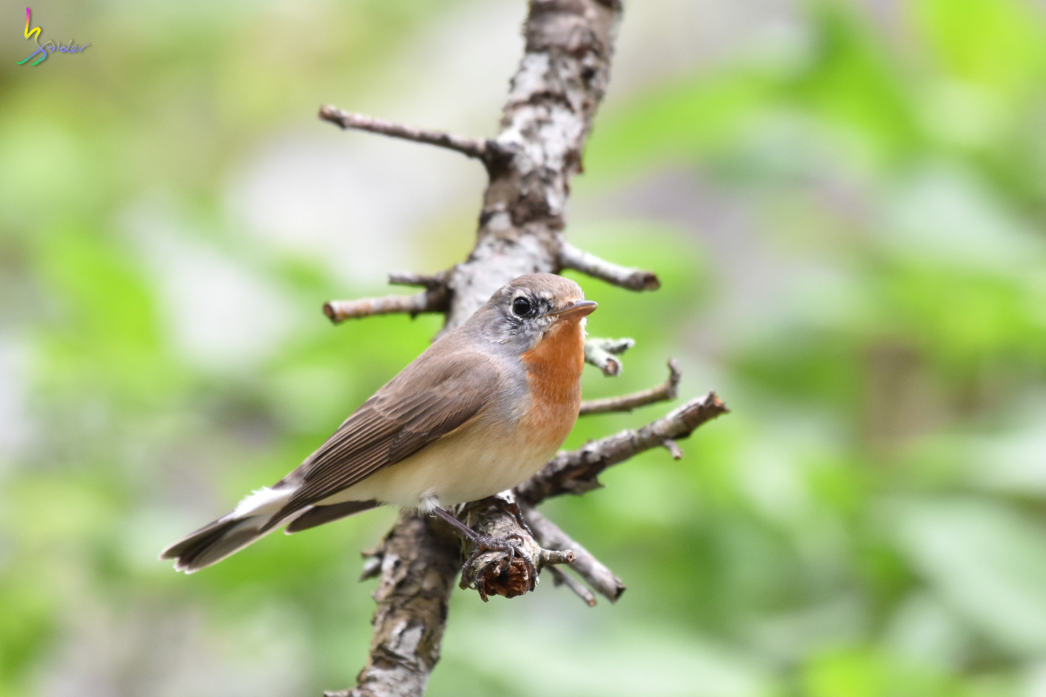 Red-breasted_Flycatcher_1207