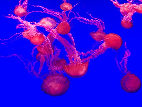 Jellyfish (4) #toronto #ripleysaquarium #aquarium #jellyfish #latergram