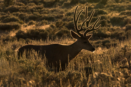 colorado usa us deer stag animal evening sunset backlit silhouette grass