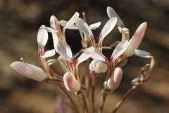 Pelargonium rapaceum with light pink flowers, tuberous species