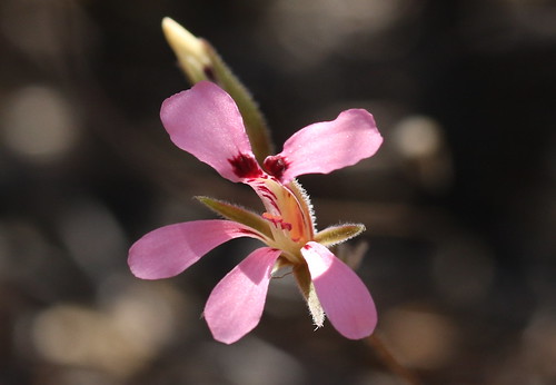 Pelargonium species with tuber. Please, help ID this species.