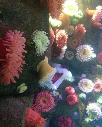 Anemones (3) #toronto #ripleysaquarium #aquarium #anemone #latergram