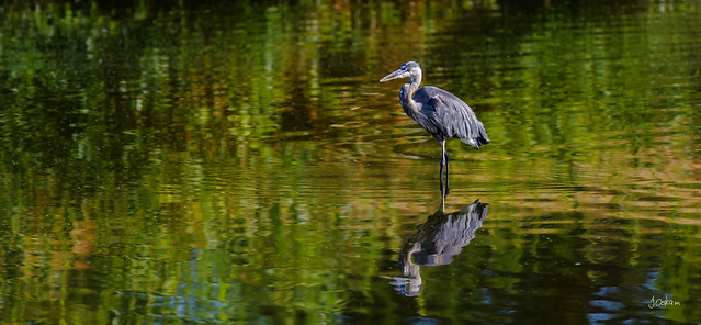 Great Blue Heron