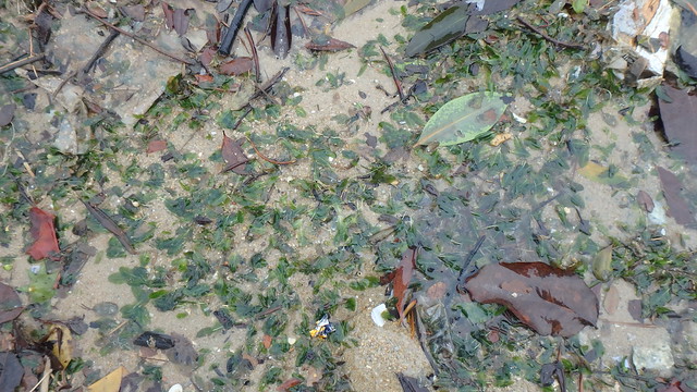 Spoon seagrass (Halophila ovalis)