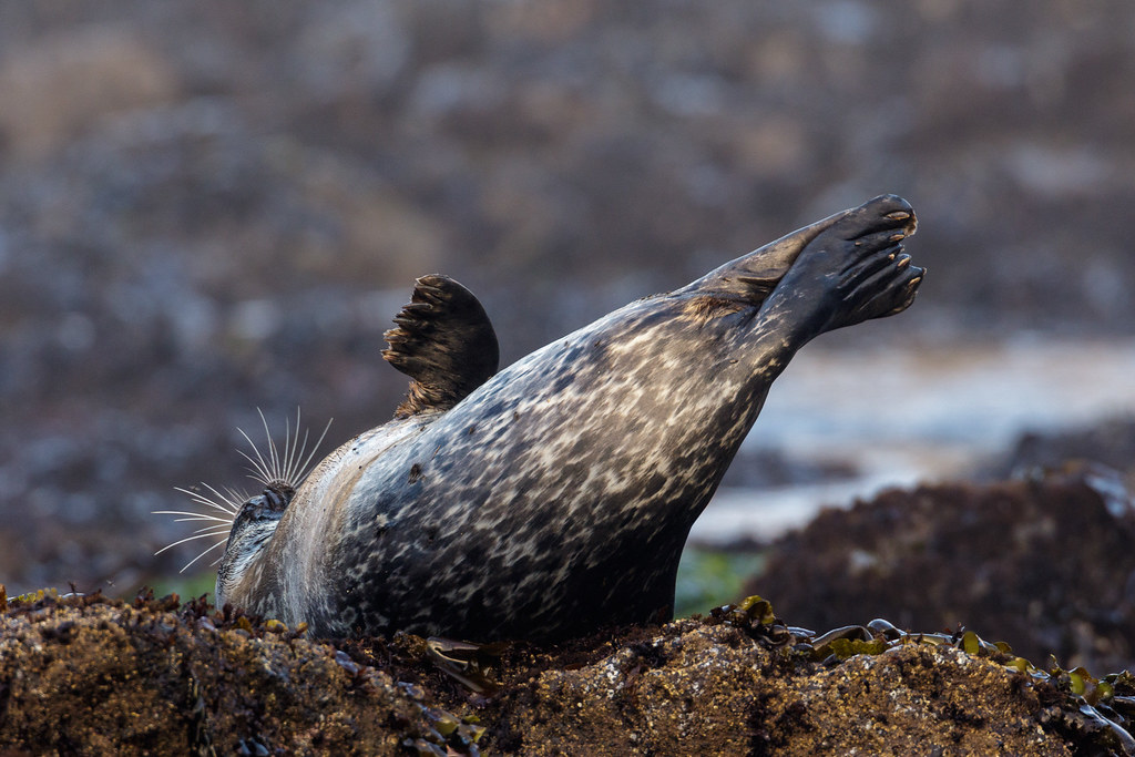A harbor seal stretches while resting atop a tide pool