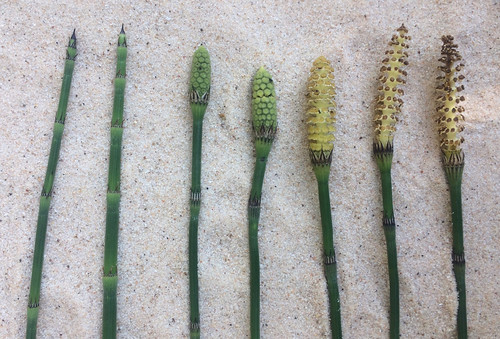 Horsetails