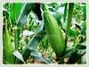 Zea mays (Maize, Corn, Sweet Corn, Indian Corn, Jagung in Malay)