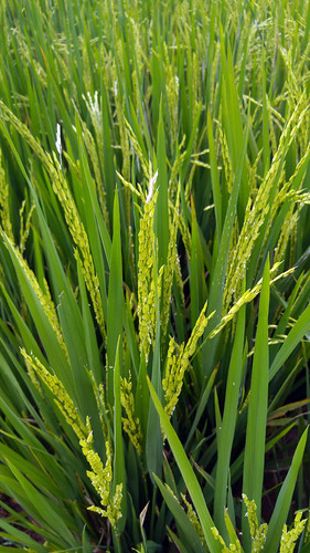 cianjur indonesia field rice