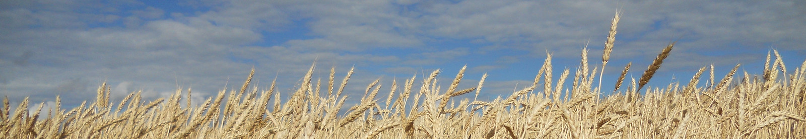 Wheat banner