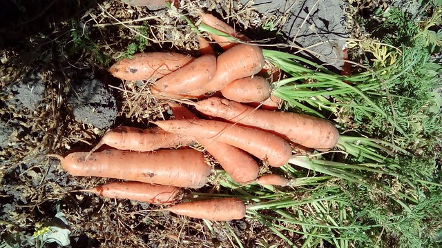 Cosecha de zanahorias