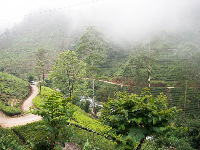 tea-plantations-sri-lanka
