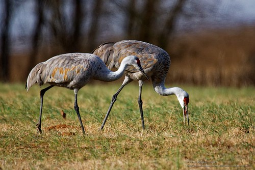 sandhillcranes cranes sandhill birds hiwasseewildliferefuge tennessee wildlife wildbirds