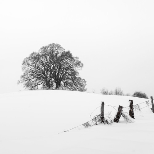 winter winterbeauty snow 2018 happynewyear bavaria tree limetree ebersberg vogelberg