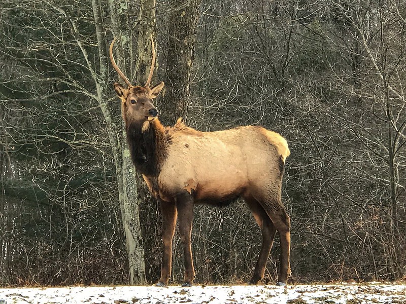 Young elk buck